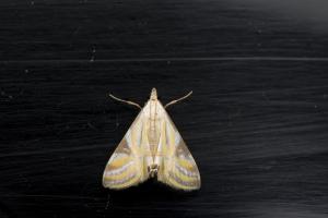 <a href="https://taieol.tw/muse/digi_object/feb6eddff60049ab4c525930829cd210" target="_blank">Talanga sexpunctalis／By：papilioshih／iNaturalist</a>