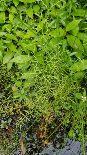 <a href="https://taieol.tw/muse/digi_object/87db1195a3fba69ca4ba68fedd18406d" target="_blank">水蕨／By：dayacat／iNaturalist</a>