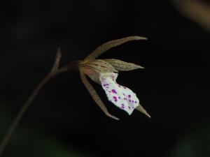 <a href="https://taieol.tw/muse/digi_object/ef4d351fab6b88df66d2bd0d7acba0be" target="_blank">單花脈葉蘭／By：leaf0605／iNaturalist</a>