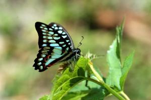 20090925_347280_Graphium doson postianus_a.jpg