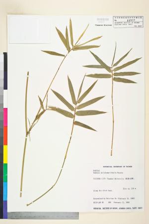 <a href="https://brmas.openmuseum.tw/muse/digi_object/5c297e27f92b0629733f39b80542b27d" target="_blank">火廣竹(火吹竹、火管竹)／中央研究院生物多樣性研究博物館植物標本館 (HAST)</a>