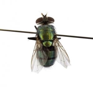 Hemipyrellia ligurriens female dorsal