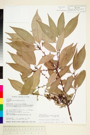 <a href="https://brmas.openmuseum.tw/muse/digi_object/5c2e2db2c083df37fce489e0a744eb82" target="_blank">銳葉新木薑子／中央研究院生物多樣性研究博物館植物標本館 (HAST)</a>