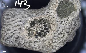 <a href="https://brmas.openmuseum.tw/muse/digi_object/b64d4fc225191380c96d3a7e402b4e35" target="_blank">Dendrophyllia sp.／中央研究院生物多樣性研究博物館動物標本館 (ASIZ)</a>