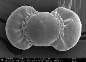 <a href="https://ntm-naturearchive.openmuseum.tw/muse/digi_object/9ebf7aade5c8cbed1bba2bc842bf5c05" target="_blank">羅漢松屬／國立臺灣博物館</a>