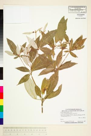 <a href="https://brmas.openmuseum.tw/muse/digi_object/5c3ef26d5e3937f2d02cd3ff790adfa0" target="_blank">裏白巴豆／中央研究院生物多樣性研究博物館植物標本館 (HAST)</a>