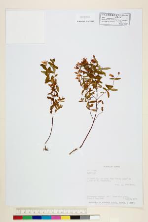 <a href="https://brmas.openmuseum.tw/muse/digi_object/5c413e11375c1ba8794fe671d551bea4" target="_blank">金絲桃屬／中央研究院生物多樣性研究博物館植物標本館 (HAST)</a>