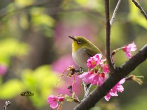 <a href="https://taieol.tw/muse/digi_object/6172948483d75e6cb226ef7cd384ec21" target="_blank">日菲繡眼／By：張俊德／臺灣物種名錄(TaiCOL)</a>