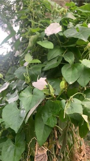 <a href="https://taieol.tw/muse/digi_object/8e8bfc1b6ffe33c1db1169953ac0830e" target="_blank">碗花草／By：chiouping／iNaturalist</a>
