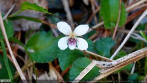 <a href="https://taieol.tw/muse/digi_object/e21becc11c93474a1089da5a267ace5a" target="_blank">喜岩堇菜／By：lin-sun-fong／iNaturalist</a>