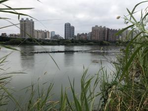 <a href="https://taieol.tw/muse/digi_object/c3767da13ed593fcb0c07da4e33b4f56" target="_blank">鸕鷀／By：eeeeva／iNaturalist</a>