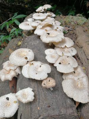 <a href="https://taieol.tw/muse/digi_object/95d6c5eda5ddf6e53cc5d1a08f4e3538" target="_blank">Lentinus tigrinus／By：rueichung／iNaturalist</a>