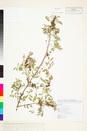 <a href="https://brmas.openmuseum.tw/muse/digi_object/5cd16144d4d1459cae20a4e18112f6b6" target="_blank">野木藍／中央研究院生物多樣性研究博物館植物標本館 (HAST)</a>