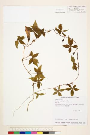 <a href="https://brmas.openmuseum.tw/muse/digi_object/5cd383a1ce0c0b8e96594cc4164b0b53" target="_blank">番仔藤／中央研究院生物多樣性研究博物館植物標本館 (HAST)</a>