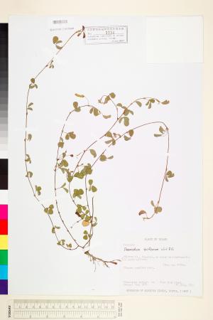 <a href="https://brmas.openmuseum.tw/muse/digi_object/5cd78563ca7587571828beca3eda9532" target="_blank">蠅翼草(三點金草)／中央研究院生物多樣性研究博物館植物標本館 (HAST)</a>