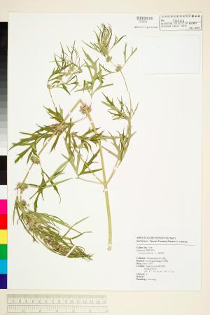 <a href="https://brmas.openmuseum.tw/muse/digi_object/5cef96b56ad24b27fa9661127e8fb176" target="_blank">茺蔚(益母草)／中央研究院生物多樣性研究博物館植物標本館 (HAST)</a>