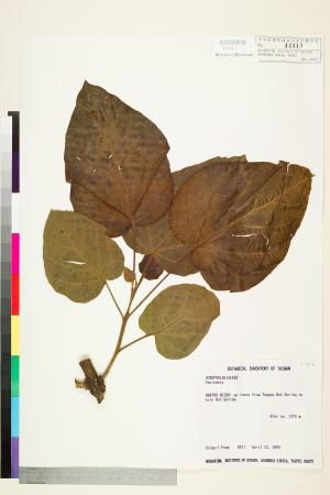 <a href="https://brmas.openmuseum.tw/muse/digi_object/5d0a04154941769d72aae25b4a28cf29" target="_blank">泡桐屬／中央研究院生物多樣性研究博物館植物標本館 (HAST)</a>