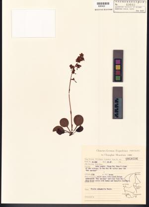 <a href="https://brmas.openmuseum.tw/muse/digi_object/5d1028368b8e5bcef194c6fc0ad087da" target="_blank">日本鹿蹄草／中央研究院生物多樣性研究博物館植物標本館 (HAST)</a>