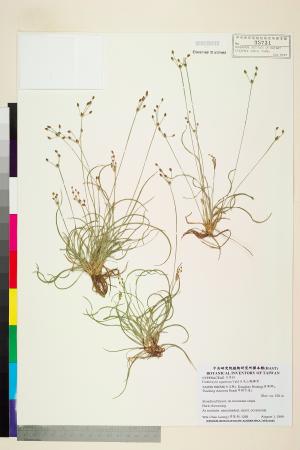 <a href="https://brmas.openmuseum.tw/muse/digi_object/5d14bd136fd963992b6c9343c1ff2083" target="_blank">大屯山飄拂草／中央研究院生物多樣性研究博物館植物標本館 (HAST)</a>