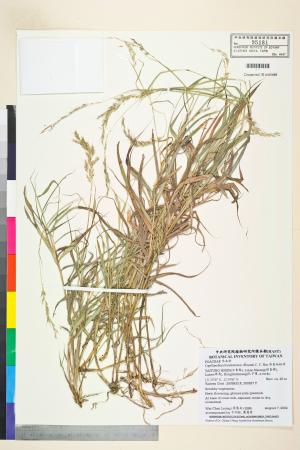 <a href="https://brmas.openmuseum.tw/muse/digi_object/5d76d91c73f8f176e5841eb209022b3b" target="_blank">綠島細柄草／中央研究院生物多樣性研究博物館植物標本館 (HAST)</a>