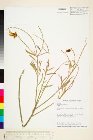 <a href="https://brmas.openmuseum.tw/muse/digi_object/5d8ed8c32de863618edcaf608c0fa58e" target="_blank">太陽麻(菽麻)／中央研究院生物多樣性研究博物館植物標本館 (HAST)</a>