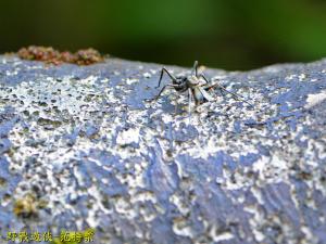 <a href="https://taieol.tw/muse/digi_object/279f4f45ec1394aef22e271bc4cf1bdc" target="_blank">大蟻蛛／By：kinmatsu／iNaturalist</a>