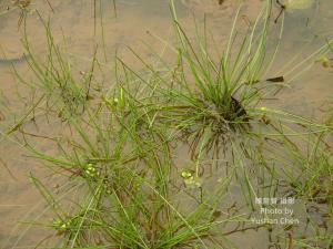 <a href="https://taieol.tw/muse/digi_object/178edb99dddd769b89da249af7d4a155" target="_blank">針藺／By：陳育賢／陳育賢</a>