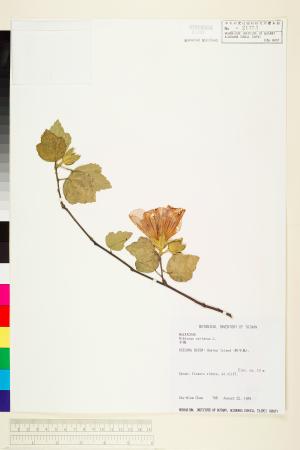 <a href="https://brmas.openmuseum.tw/muse/digi_object/5d936bb90761ddeaffff13a8d10b329d" target="_blank">木槿／中央研究院生物多樣性研究博物館植物標本館 (HAST)</a>