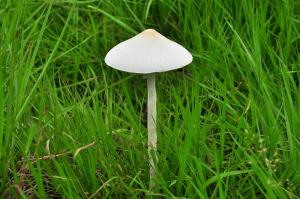 <a href="https://taieol.tw/muse/digi_object/5e58fd41b08fddd011532097574e0efe" target="_blank">Macrolepiota／By：陳柏豪／蕈哥菇妹園地(The Forum of Fungi)</a>