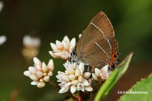<a href="https://taieol.tw/muse/digi_object/4c40fc1efcd2035377ec51b24a9e70f6" target="_blank">井上灑灰蝶／By：台灣蝴蝶保育學會／台灣蝴蝶保育學會</a>