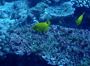 <a href="https://taieol.tw/muse/digi_object/678e00053a8be68628fab88af87d2c1d" target="_blank">海氏刺尻魚／By：pchi45／iNaturalist</a>