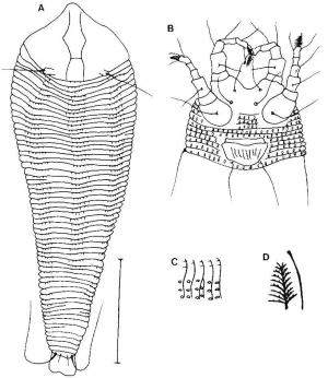 Abacarus machilus Huang, 2001