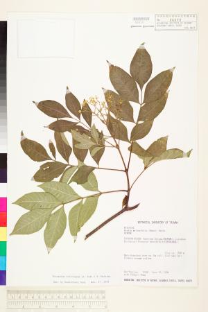<a href="https://brmas.openmuseum.tw/muse/digi_object/5e2ed67fdefe42e583f82a8a68582c04" target="_blank">賊仔樹／中央研究院生物多樣性研究博物館植物標本館 (HAST)</a>
