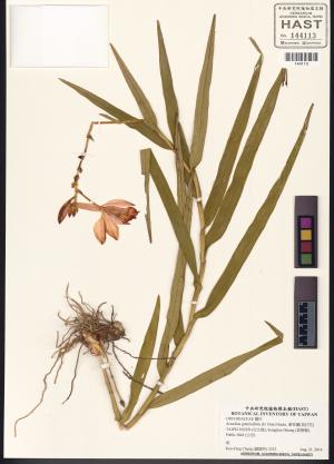 <a href="https://brmas.openmuseum.tw/muse/digi_object/5e33a8679eba581673ea21b1e8967301" target="_blank">葦草蘭(鳥仔花)／中央研究院生物多樣性研究博物館植物標本館 (HAST)</a>