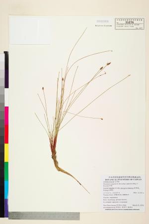 <a href="https://brmas.openmuseum.tw/muse/digi_object/5e450baabb059b2fce68ce1053f859a3" target="_blank">針藺／中央研究院生物多樣性研究博物館植物標本館 (HAST)</a>