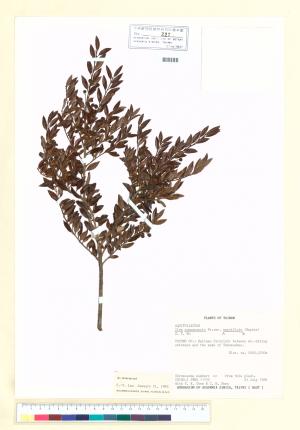 <a href="https://brmas.openmuseum.tw/muse/digi_object/5e612f00a9efc7b5272a200b36788534" target="_blank">雲南冬青／中央研究院生物多樣性研究博物館植物標本館 (HAST)</a>