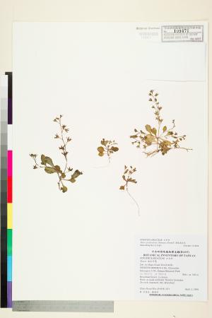 <a href="https://brmas.openmuseum.tw/muse/digi_object/5e6412dc9160818d417ef6d89294ada2" target="_blank">薄葉通泉草／中央研究院生物多樣性研究博物館植物標本館 (HAST)</a>