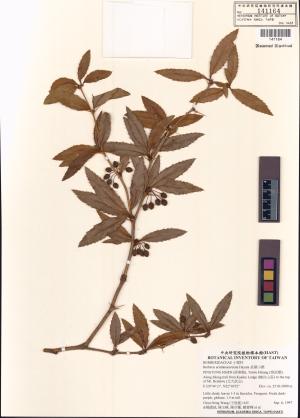 <a href="https://brmas.openmuseum.tw/muse/digi_object/5e66a80e92a49bcb5aba12c711dd9467" target="_blank">長葉小檗／中央研究院生物多樣性研究博物館植物標本館 (HAST)</a>