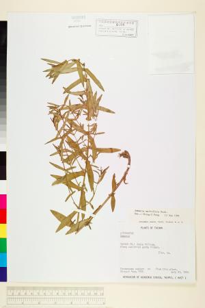 <a href="https://brmas.openmuseum.tw/muse/digi_object/5e9d738bc207dcba18de4f3cc602ed36" target="_blank">多花水莧菜／中央研究院生物多樣性研究博物館植物標本館 (HAST)</a>