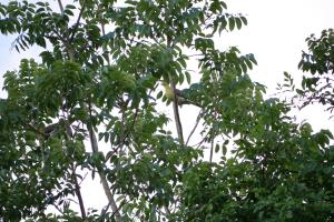 <a href="https://taieol.tw/muse/digi_object/8d1845f1f082b8d1f7e834e4c59cf0b1" target="_blank">綠鳩／By：yalinglin／iNaturalist</a>
