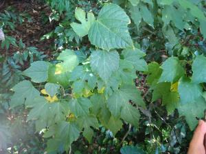 <a href="https://taieol.tw/muse/digi_object/ebd5b698802d87eb683461c2333b05b7" target="_blank">蟲屎／By：naturalist21722／iNaturalist</a>