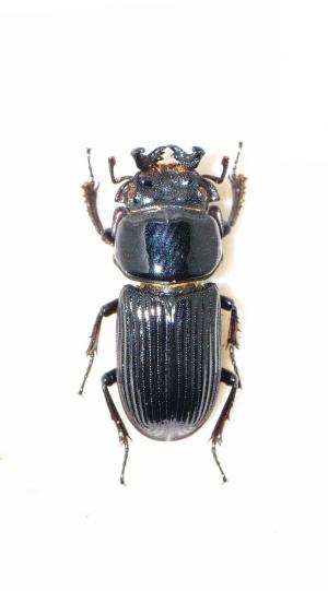 Nigidius acutangulus 姬角葫蘆鍬形蟲