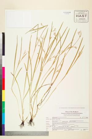 <a href="https://brmas.openmuseum.tw/muse/digi_object/5ec9ad8d94f47056fa7aabcf66571518" target="_blank">皺果珍珠茅／中央研究院生物多樣性研究博物館植物標本館 (HAST)</a>