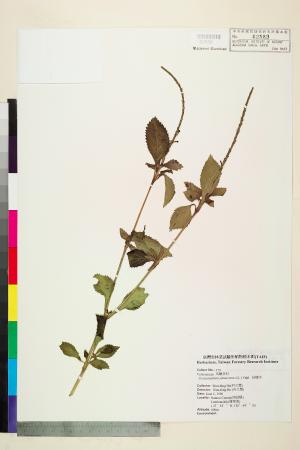 <a href="https://brmas.openmuseum.tw/muse/digi_object/5ed03f76a9a7cbff3938209d5b0b4b68" target="_blank">牙買加長穗木／中央研究院生物多樣性研究博物館植物標本館 (HAST)</a>