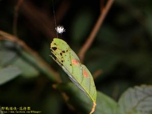 <a href="https://taieol.tw/muse/digi_object/dc802b118558fc773e7c7985fa5e3c8e" target="_blank">古氏棘蛛／By：kinmatsu／iNaturalist</a>