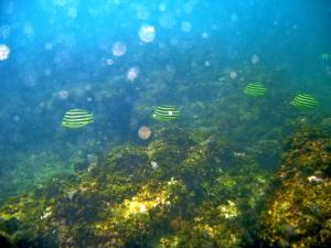 <a href="https://taieol.tw/muse/digi_object/f42ab5daa87fba276d487552cbc6d8b3" target="_blank">柴魚／By：ahan88／iNaturalist</a>