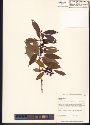 <a href="https://brmas.openmuseum.tw/muse/digi_object/5f132d37f549f782e595348af681673d" target="_blank">Coprosma／中央研究院生物多樣性研究博物館植物標本館 (HAST)</a>