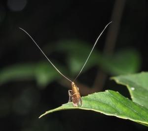 <a href="https://taieol.tw/muse/digi_object/34a21cc88fa00033fa1c7a68b205e9f6" target="_blank">Nemophora aurifera／By：yusufung／iNaturalist</a>