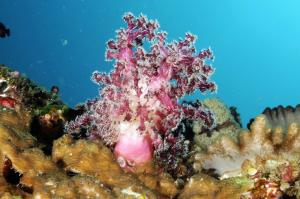 紫紅管柳珊瑚