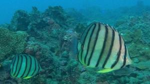 <a href="https://taieol.tw/muse/digi_object/958861bc2ecc630c35f882866bc2e236" target="_blank">八帶蝴蝶魚／By：r_lai／iNaturalist</a>